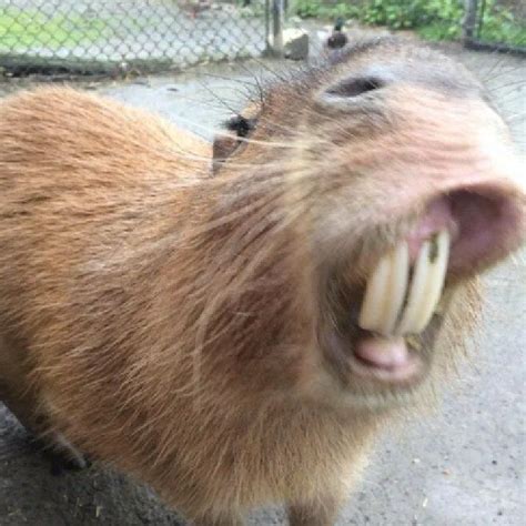 Капибара in 2023 | Capybara pet, Cute animals, Capybara