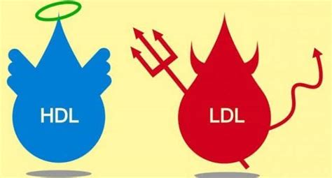 Everything you need to know about LDL and HDL cholesterol ...