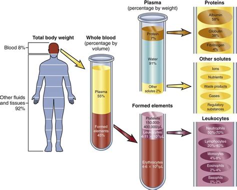 Nursing Assessment: Hematologic System | Nurse Key