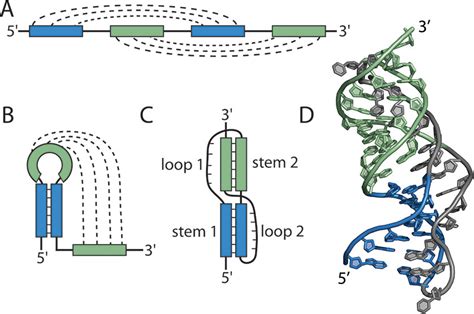 Tertiary Structure Of Rna