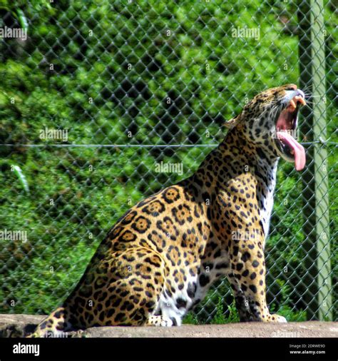 View Of Cat In Zoo Stock Photo - Alamy