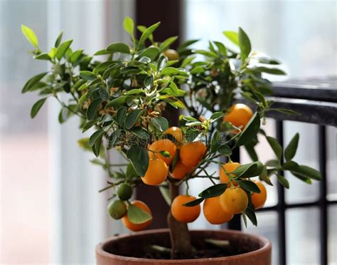 Small Tangerine Tree with Ripe Fruits Photographed in an Indoor Garden ...