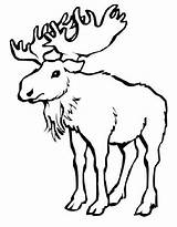 Moose Coloring Pages Free Printable PDF sketch template