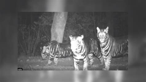 IFS officer shares video of rare pseudo melanistic tiger family spotted in Odisha forest - India ...