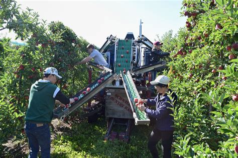 d3903-1: Four people harvesting apples with an apple harvesting and sorting machine : USDA ARS