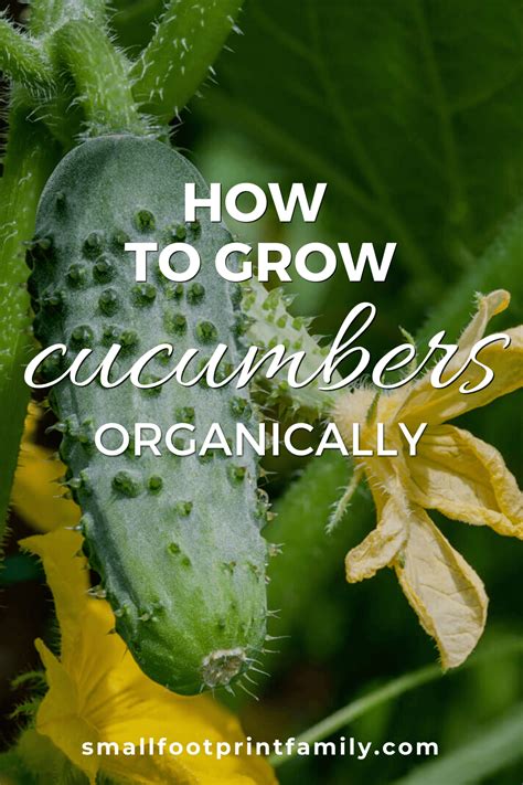 How To Grow Cucumbers Organically | Small Footprint Family™