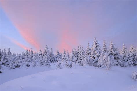 Snow Covered Trees At Sunrise, Fichtelberg, Ore Mountains, Saxony ...