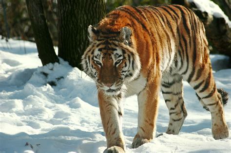 Siberian Stalker | Only 330-370 adult Siberian tigers remain… | Flickr