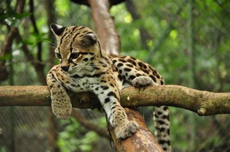 Margay AKA Tree Ocelot – Can Spend Its Entire Life In The Trees. - Things Guyana