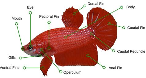 Betta Fish Anatomy - Plus Male And Female Differences | Bettafish.org