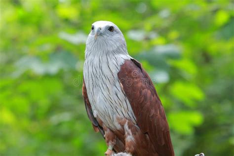 Red Hawk stock photo. Image of naturalist, avian, vision - 35218250