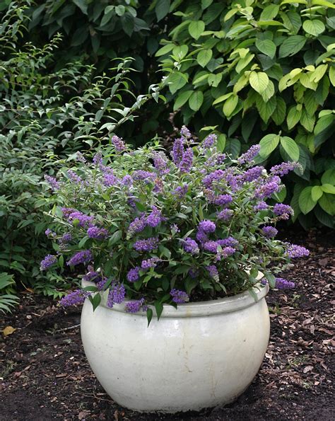 Lo & Behold® 'Blue Chip' Butterfly Bush | ButterflyBushes.com ...