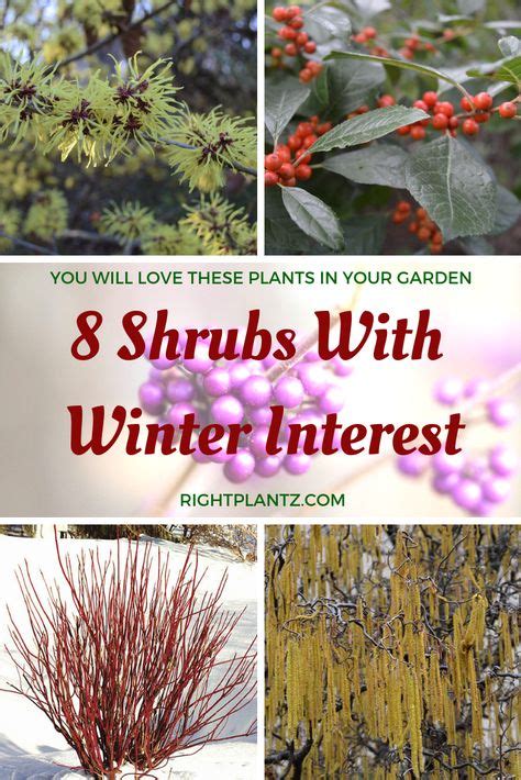 15 Best Cold weather plants images | Plants, Planting flowers, Winter ...