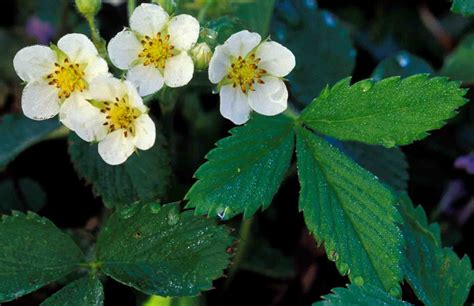 Kentucky Native Plant and Wildlife: Plant of the Week: Wild Strawberry (Fragaria virginiana)