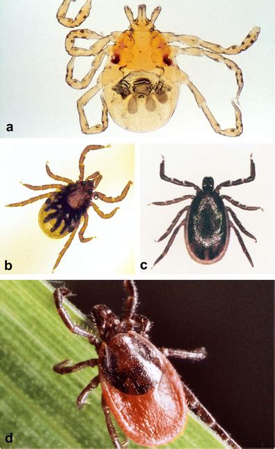 Light micrographs of life cycle stages of Ixodes ricinus. a Larva. b... | Download Scientific ...