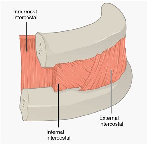 Intercostal Muscles - Definition and Function | Biology Dictionary