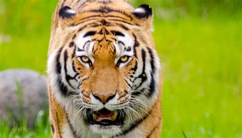 What’s behind the illegal ‘tiger bone glue’ trade? | LaptrinhX / News