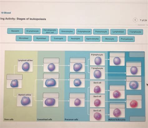 Solved 19 Blood ling Activity: Stages of leukopoiesis 7 of | Chegg.com