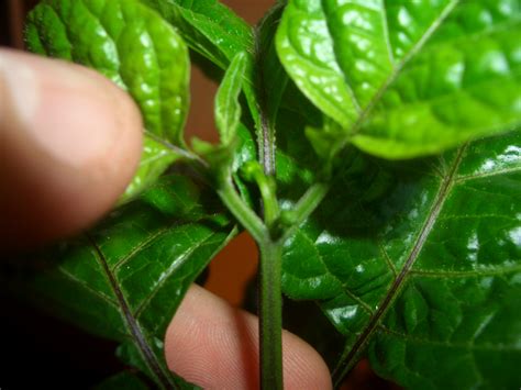 trinidad moruga scorpion pepper plants - Culinary Arts, Gardening and ...