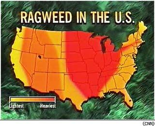 Ragweed Allergy - ENT DocsENT Docs