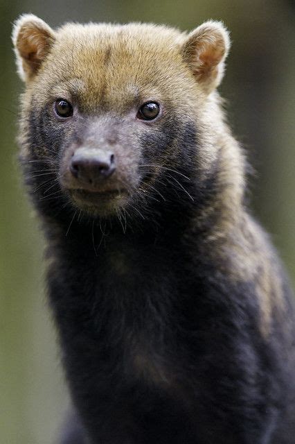 Cute and attentive bush dog | Another cute portrait of a bus… | Flickr Rare Animals, Unique ...