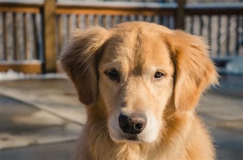 Golden Cocker Retriever - Golden Retriever Cocker Spaniel Mix - Animal Corner