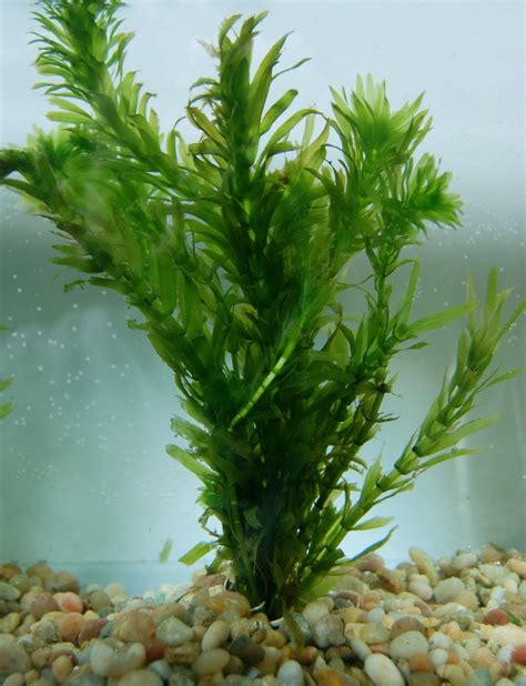 Anacharis (Egeria densa) Submerged Oxygenating Pond Plants | Water Garden Blog Water Lilies and ...