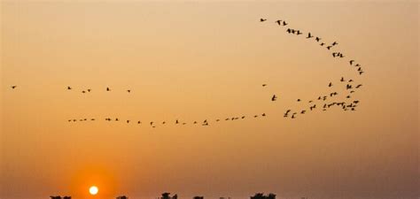 Birds Flying in Circles Meaning | Detailed Explanation (2022)