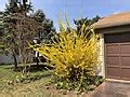 File:2019-03-30 12 58 39 A Forsythia blooming along Tranquility Court ...