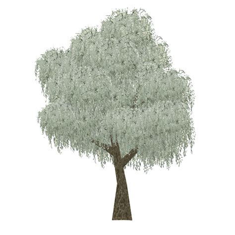 Coolabah Tree (Tamara Henson) | ZT2 Download Library Wiki | FANDOM ...