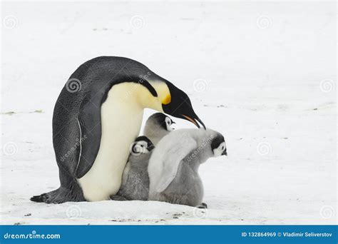 Emperor Penguin with Chicks Stock Image - Image of horizontal, outdoors ...