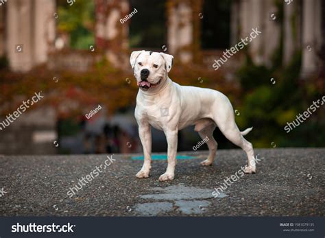 13,942 American Bulldogs Images, Stock Photos & Vectors | Shutterstock