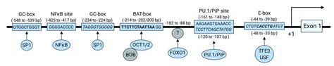 The regulation and function of CD20: an “enigma” of B-cell biology and targeted therapy ...