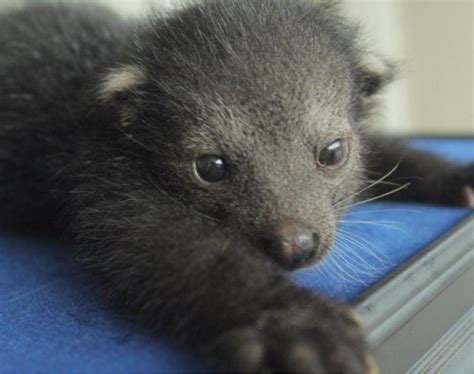 Baby Binturong or Bearcat : r/aww