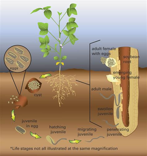 Soybean Cyst Nematode (SCN) - Soybean Disease - Soybean Research & Information Network - SRIN