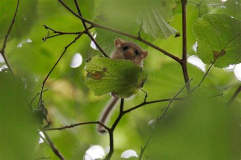 Dormice reintroductions - People's Trust for Endangered Species