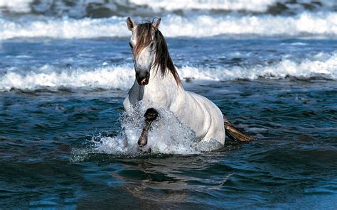 HD wallpaper: Horse Swimming, water, sea | Wallpaper Flare