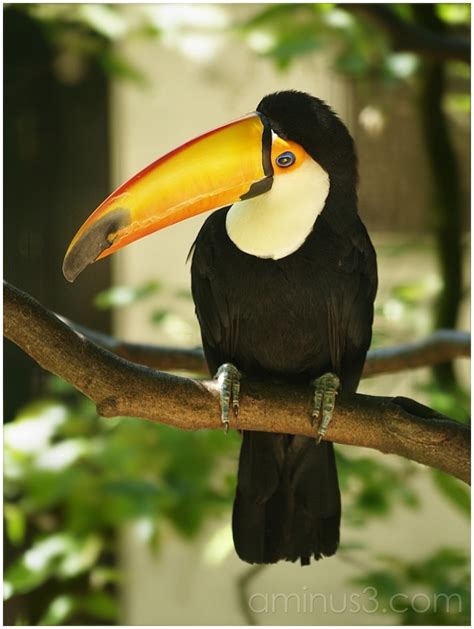 Toucan - Animal & Insect Photos - Michael's Photoblog