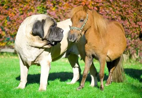 Zorba Dog - The English Mastiff & Worlds Biggest Dog