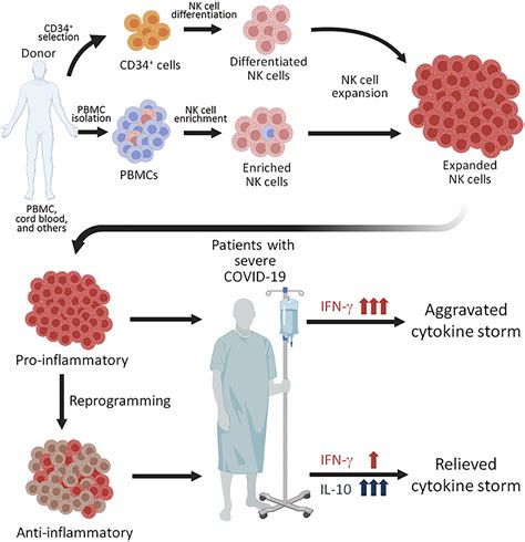 Frontiers | Can Natural Killer Cells Be a Principal Player in Anti-SARS-CoV-2 Immunity?