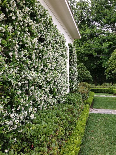 Star Jasmine | Privacy landscaping, Backyard landscaping designs ...