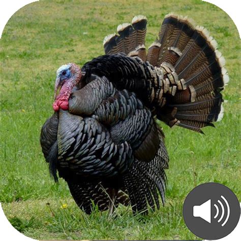 Turkey Sounds - Apps on Google Play