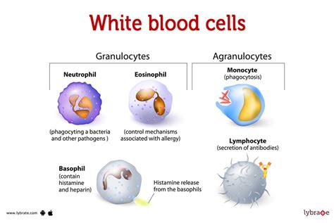 White Blood Cells (Human Anatomy): Picture, Functions, Diseases, and Treatments