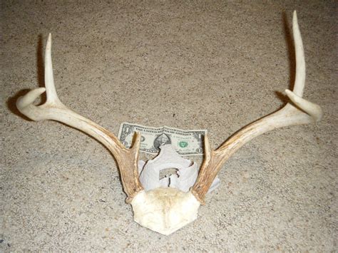 6 point Deer antler rack shed craft taxidermy by hiddentreasures4u