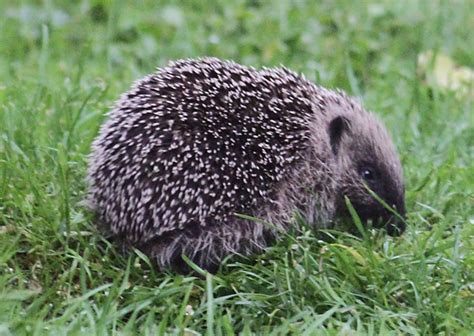 The Barley Birder: Prickly predators in the garden