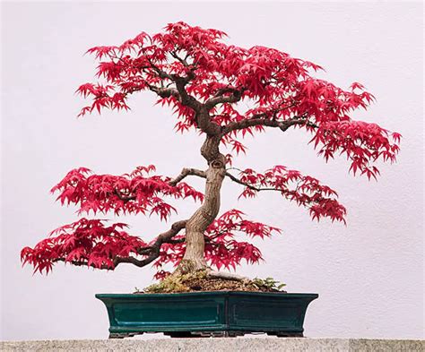 Amur Maple Bonsai Care Easy Guide [Acer Ginnala]