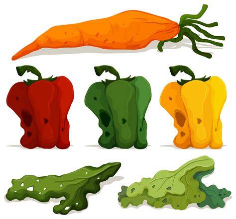 Different types of rotten vegetables 300546 Vector Art at Vecteezy