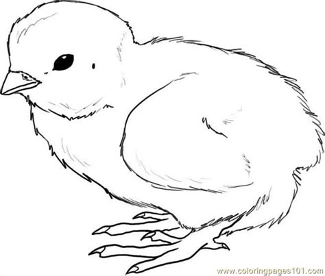 How To Draw A Chick Step 4 coloring page - Free Printable Coloring Pages