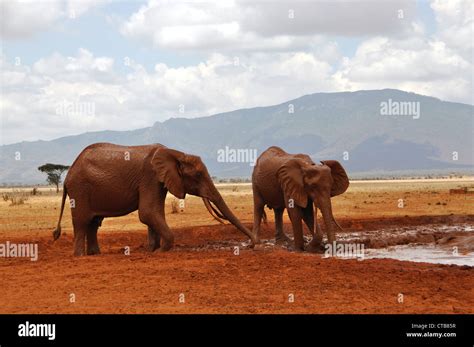 Elephants in the African Savannah Stock Photo - Alamy