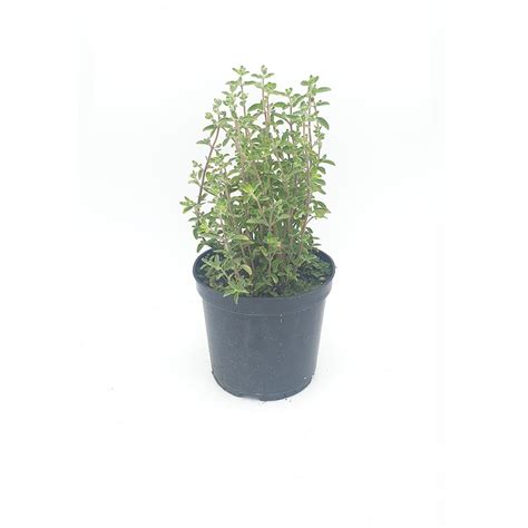 Marjoram Plant - First Choice Produce